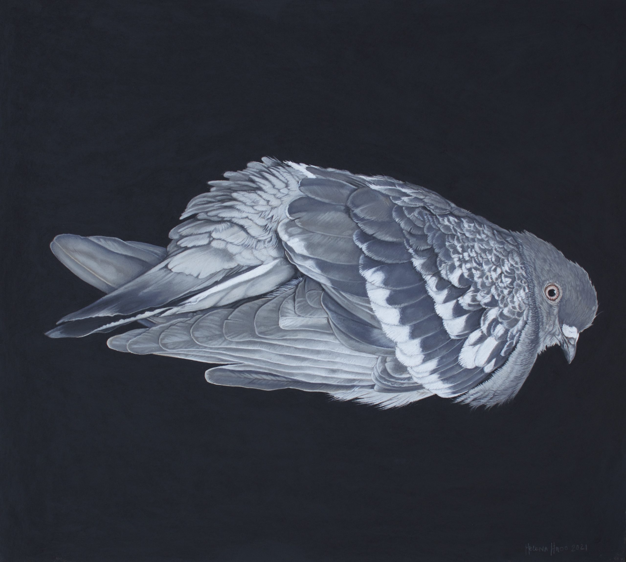 Falling Dove III, 50cm x 45cm, pastel on board