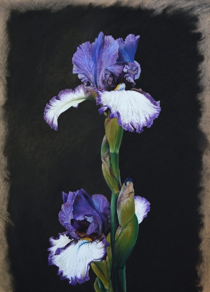 Poisonous I, 80cm x 60cm, pastel on board