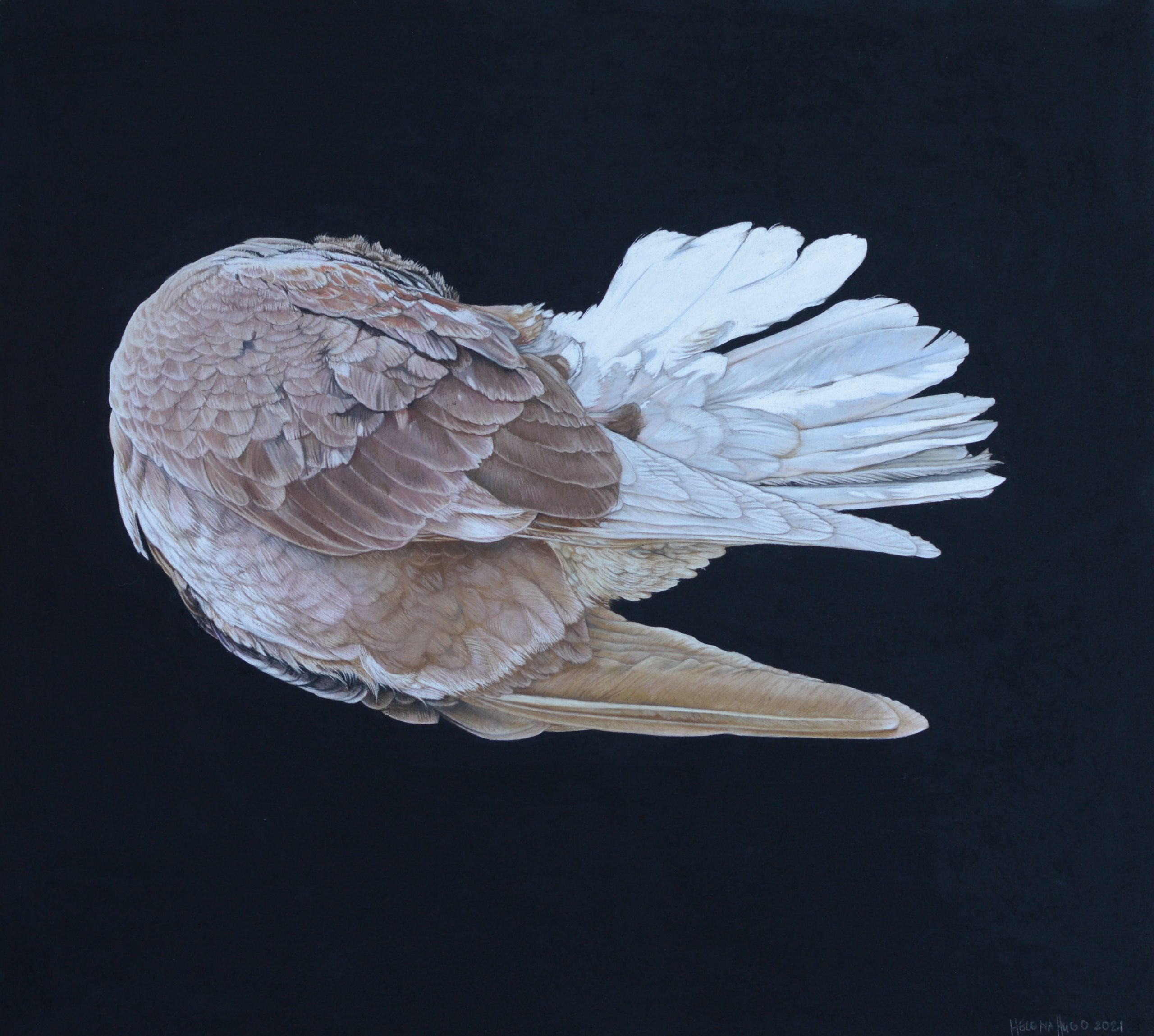Falling Dove I, 50cm x 45cm, pastel on board