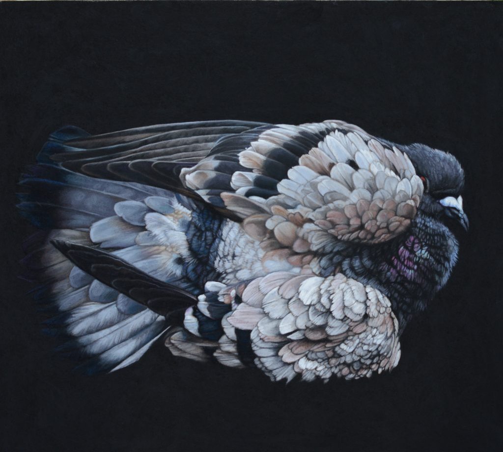 Pigeon  I, 45cm x 50cm, pastel on board