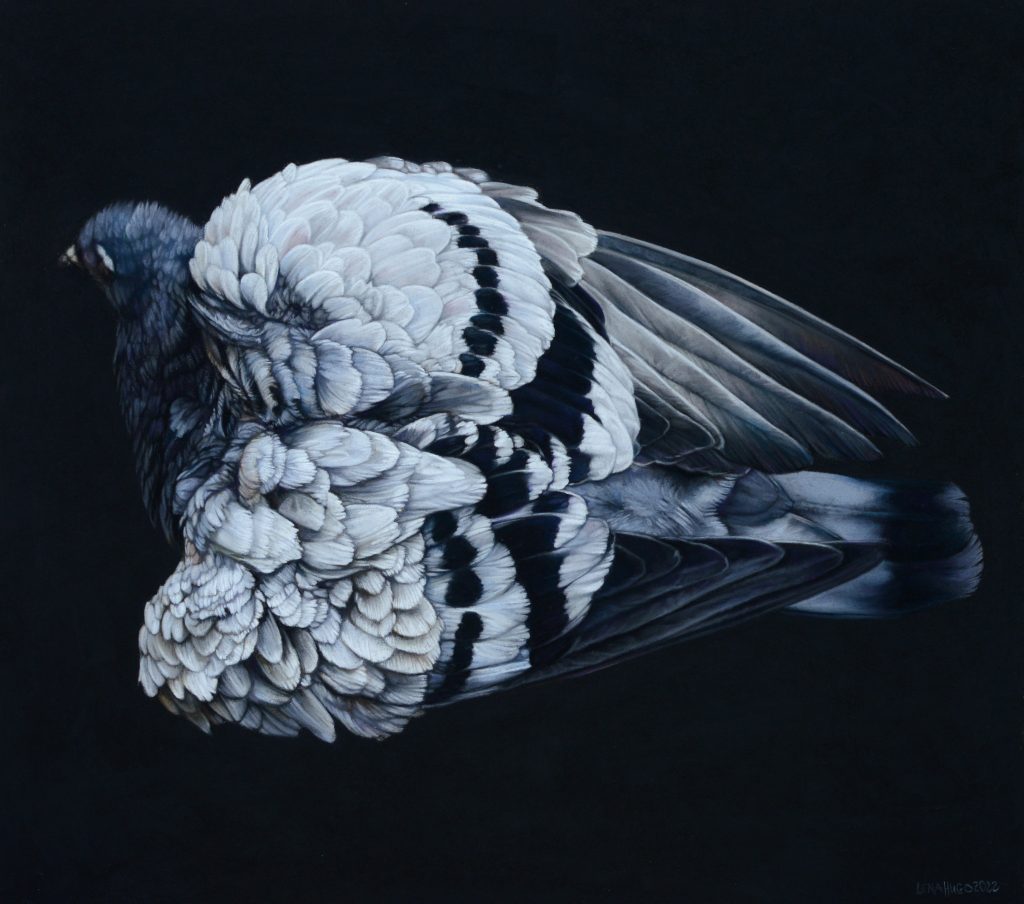 Bathing Pigeon, 45cm  x50cm, pastel on board